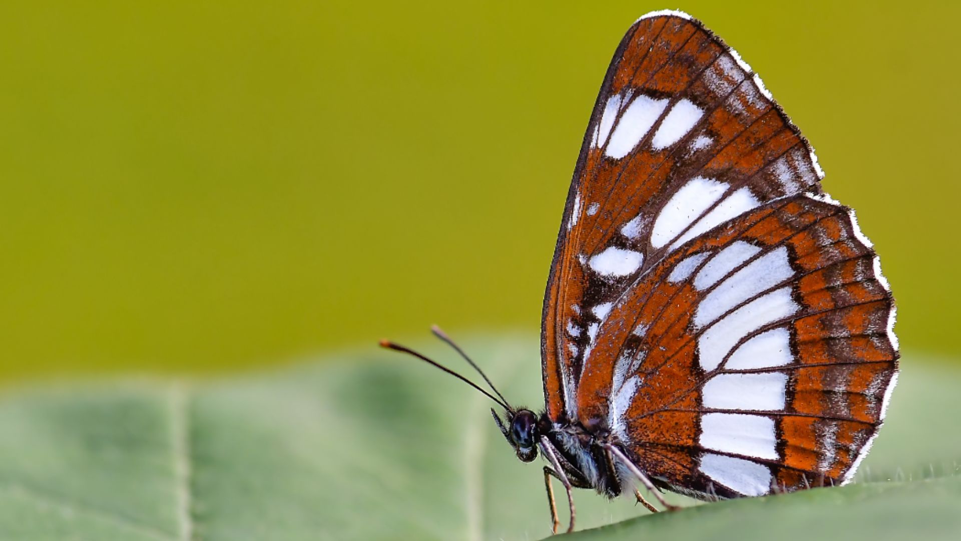 A nagy fehérsávoslepke szárnyfonákja.jpg